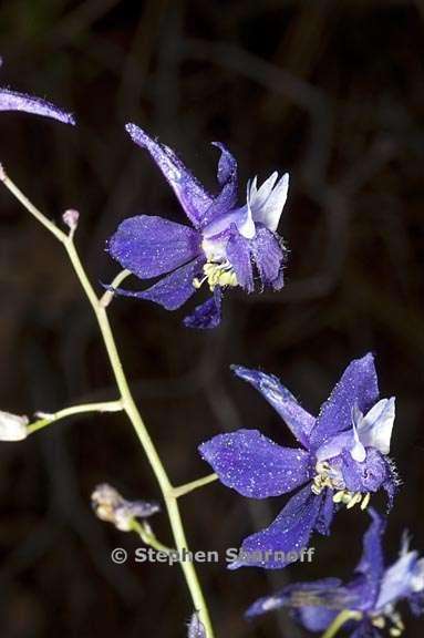 delphinium gracilentum 7 graphic